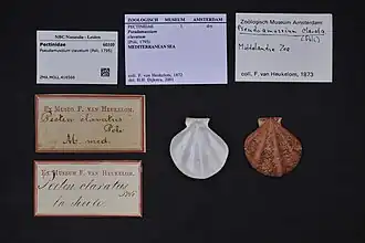 Pseudamussium clavatum