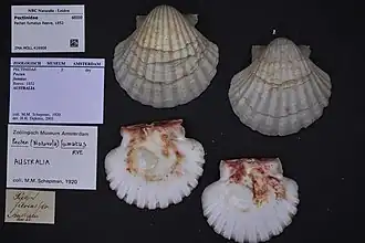Pecten fumatus