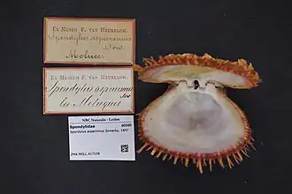 Spondylus asperrimus