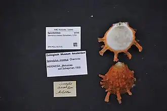 Spondylus croceus