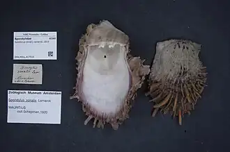 Spondylus zonalis