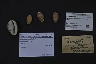 Palmadusta artuffeli