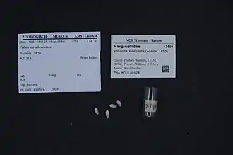 Volvarina abbreviata