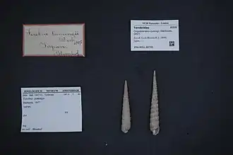 Cinguloterebra cumingii