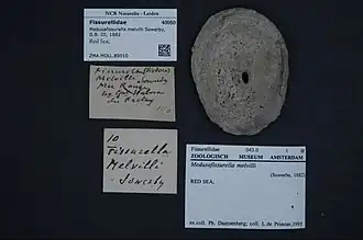 Medusafissurella melvilli