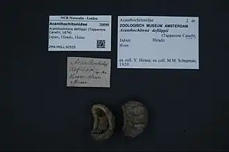 Acanthochitona defilippii