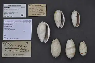 Oliva bulbosa