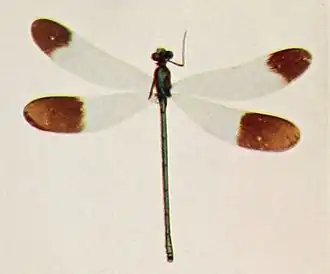 Calopteryx dimidiata