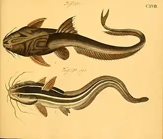 Platystacus cotylephorus