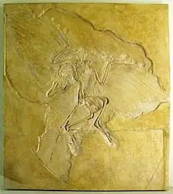 Archaeopteryx lithographica