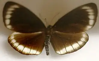 Euploea eurianassa