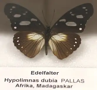 Hypolimnas dubius