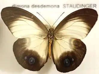 Taenaris dimona