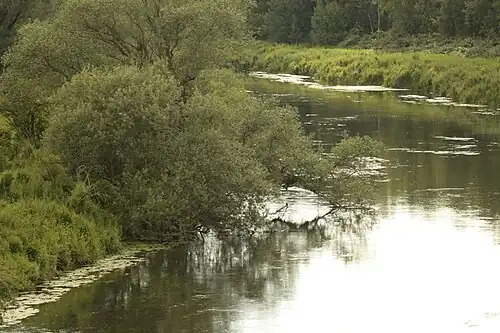 Ooibos aan de Lippe bij Lünen (natuurreservaat)