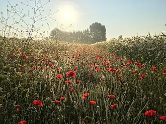 Zonsopgang in een akkerreservaat op Landgoed Doornik bij Bemmel (deel van Park Lingezegen)