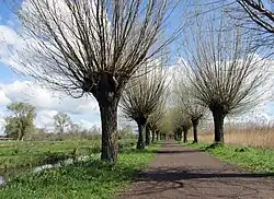Bomenlaantje in de lente