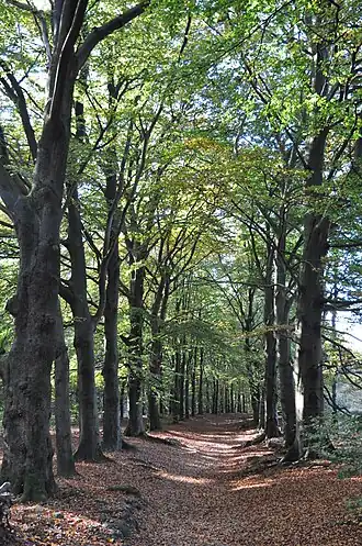 Beukenlaan in de Kaapse Bossen