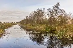 Met struweel overgroeide legakker in Friesland