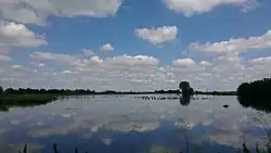 Plas met watervogels