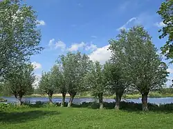Wilgenbomen