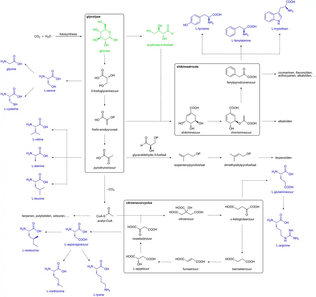 Schematisch overzicht van de voornaamste biosyntheseroutes met de belangrijkste intermediairen en de verwantschappen ertussen. Koolhydraten zijn aangeduid in het groen, aminozuren in het blauw. In de structuren staat —OP voor een alcoholfunctie die als pyrofosfaatgroep is gederivatiseerd.