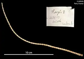 Naumachocrinus hawaiiensis