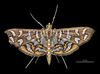 Nausinoe perspectata