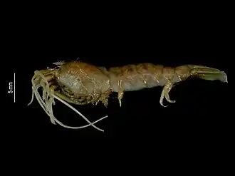 Nautilocaris saintlaurentae