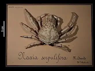 Paranaxia serpulifera