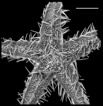 Nearchaster aciculosus