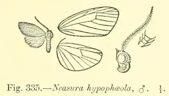 Neasura hypophaeola