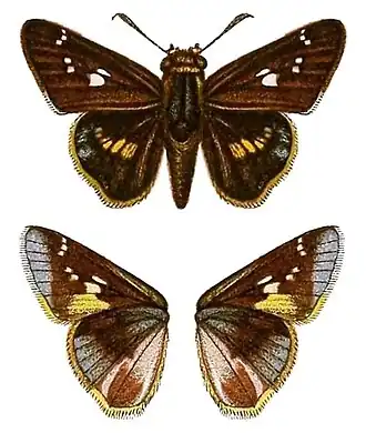 Platylesches robustus