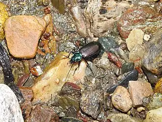 Nebria aenea
