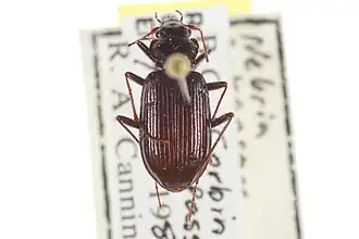 Nebria arkansana