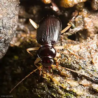 Nebria pallipes