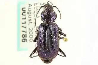 Nebria schwarzi