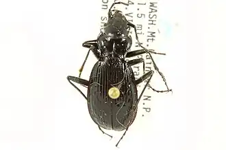 Nebria vandykei