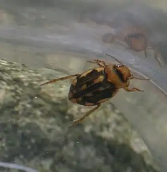 Nebrioporus depressus