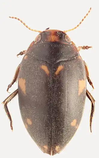 Nebrioporus mascatensis