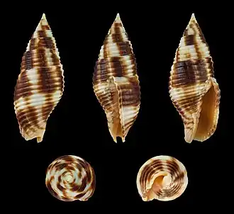 Mitra ferruginea