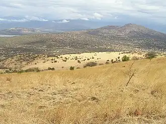 Witte gras ("Nech Sar") vlaktes van het Nechisar Nationaal Park in 2008