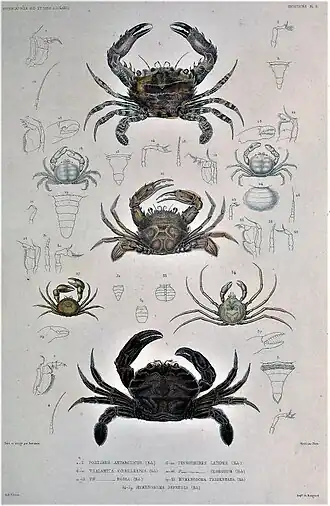 Pinnotheres globosus