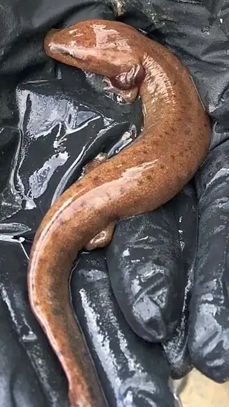 Necturus alabamensis