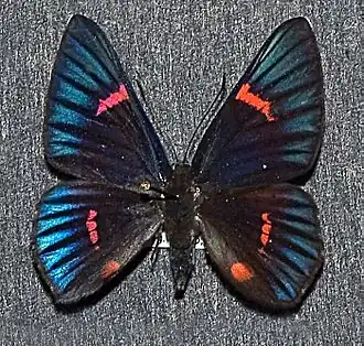 Necyria bellona
