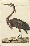 Ardea purpurea (Purperreiger), plaat 180