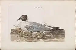 Kokmeeuw vrouwtje op nest (1770), Nederlandsche Vogelen, KB