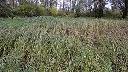 Poel waar de kamsalamander voorkomt, bij zeer lage waterstand