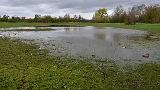 Een poel op de Biesweerd