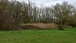 Rietkraag en wilgen aan de poel