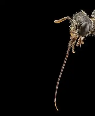 Neffapis longilingua